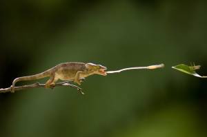 La natura selvaggia come non s’è mai vista