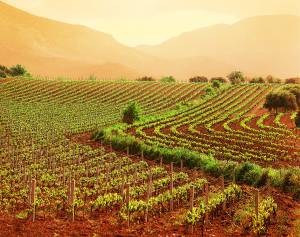 Braccia non rubate all’agricoltura: ecco i nuovi contadini