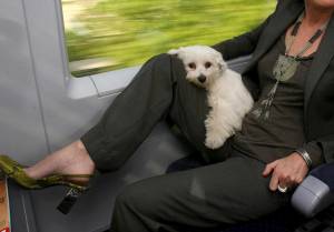 Fido a bordo: cani di grossa taglia anche sui treni Italo