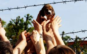 Seimila cani uccisi in quattro anni: condannati tre dirigenti di "Green Hill"