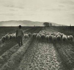 Ritorno all’ovile, San Donato (GR) 1933