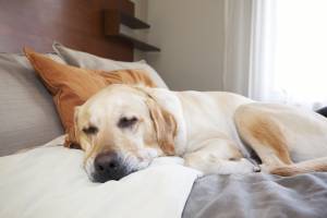 Sassari, trova le feci del cane davanti casa E si vendica con molotov