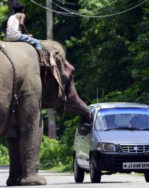 Chiedere l'elemosina...in sella a un elefante