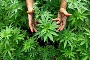Cannabis terapeutica, parte la produzione  in Italia