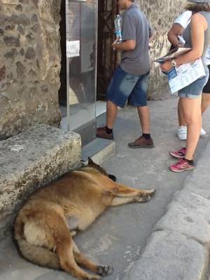 I veri custodi di Pompei? Sono dieci cani randagi