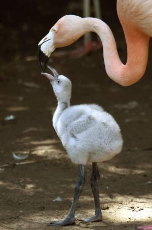 Un cucciolo di fenicottero allo zoo di Hannover