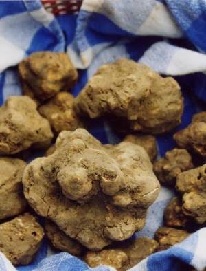 Ad Acqualagna spunta un tartufo da 5 mila euro