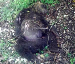 L'orso morto ai margini della Riserva del Monte Genzana