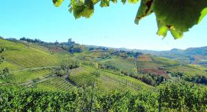 Vendemmia a cinque stelle per un bicchiere di relax