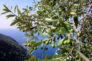 Tutti i sapori e i profumi della dieta mediterranea