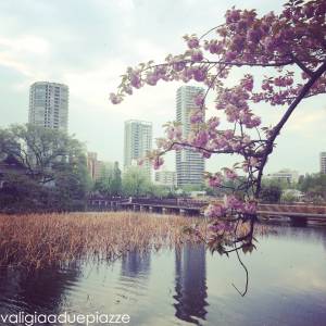 Giappone, fare hanami tra i sakura a Tokyo