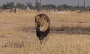 Il leone Cecil filmato a Hwange, nello Zimbabwe