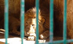 Sudafrica, branco di leoni uccide un gruppo di bracconieri