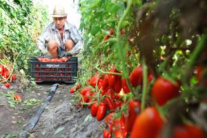 Neanche il pomodoro per l'Europa è italiano