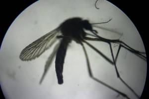Malaria a Trento, scatta l'indagine per omicidio colposo