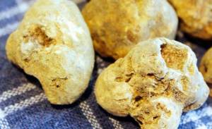 Il diamante delle Langhe: il Tartufo Bianco d’Alba PAT