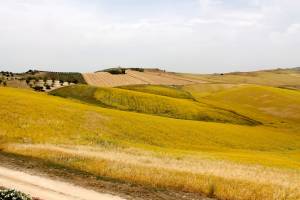 Sicilia, il ritorno del grano antico