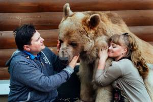 L'orso bruno di 140 kg che la famiglia tratta come un bimbo