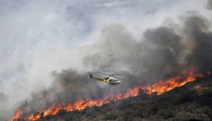 "Incendi in Sicilia appiccati da gatti bruciati": accusa ai piromani