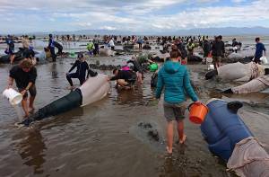Nuova Zelanda, centinaia di balene spiaggiate: è già una strage