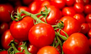 Così la siccità può mettere in ginocchio il settore del pomodoro