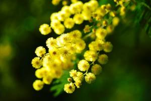 Mimosa: benefici, proprietà e curiosità del fiore delle donne