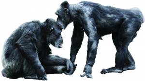 Gli scimpanzé buongustai adorano mangiare granchi