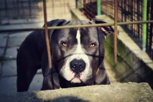 New York, bambino di tre anni aggredito da un pit bull