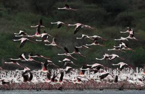 La magia dei fenicotteri rosa in Kenya