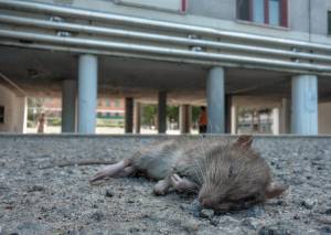 Bologna, topo cade in testa a una maestra mentre fa lezioni alle elementari