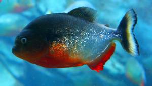 Cremona, pescato un esemplare di piranha nel Po