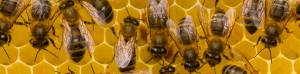 L'intelligenza delle api che conoscono la matematica