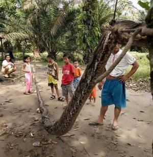 Indonesia, lotta a mani nude con pitone di 7 metri e lo uccide