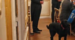 Il cane di Macron fa pipì durante un meeting all'Eliseo