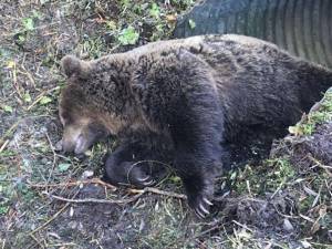 Tarvisio piange il suo orso Uscito dalla foresta e travolto da un furgone