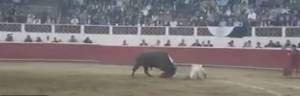 Messico, torero colpito all'inguine durante la corrida