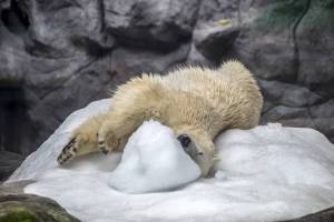 Russi in stato di allarme: "Gli orsi polari invadono il villaggio"