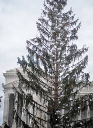 "Spelacchio", l'albero che imbarazza la Raggi