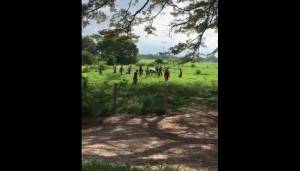 Venezuela, folla affamata uccide una mucca con pietre e bastoni 