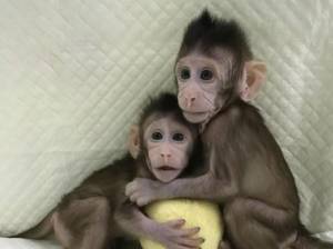 Cina, clonate le prime scimmie malate: hanno l'insonnia