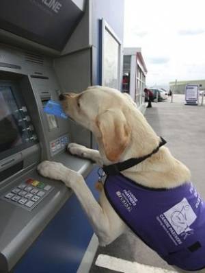 Cani e gatti con il bancomat. Il conto corrente? È bestiale