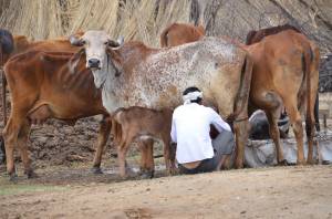 India, la folla lincia due islamici: "Avete macellato una mucca"