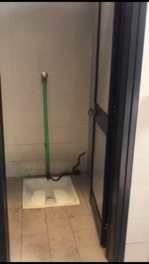 Taranto, un serpente nel bagno dell'Ilva