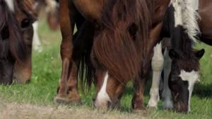 A Nuoro arrivano i "pony tosaerba"