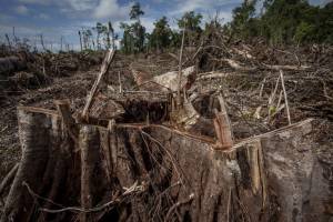 Stop ai prodotti provenienti dalla deforestazione