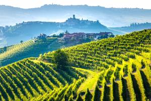 Le sagge colline silenziose nate da carezze e lavoro