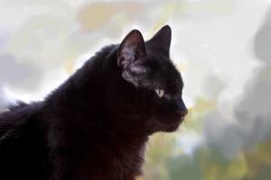 Viareggio, il comune sfratta i gatti dall'asilo: l'ira degli animalisti