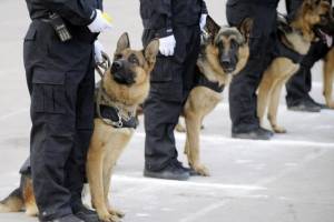 Monza, consigliere Pd critica il nome "fascista" del cane poliziotto