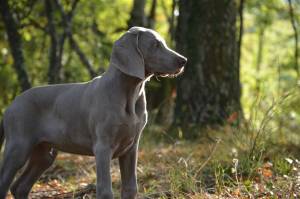 Un'ordinanza bestiale: "Il padrone pulisca anche la pipì di Fido"