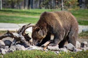 Mamma e figlia di un anno sbranate da un orso grizzly durante una passeggiata